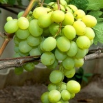 Winogrona Przystojny