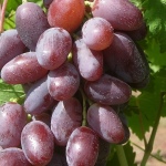 Winogrona Sherkhan