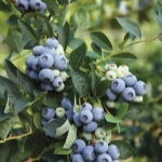 Blueberry Denis Blue