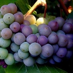 Winogrona Pinot Gris