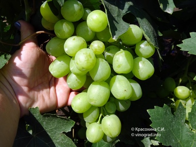 Winogrona Aisar