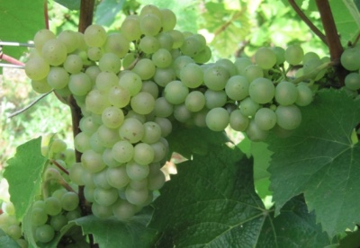 Winogrona Aligote