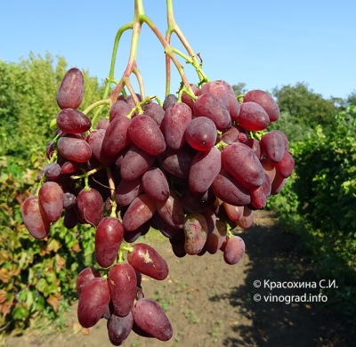 Winogronowy Ametyst Novocherkassky