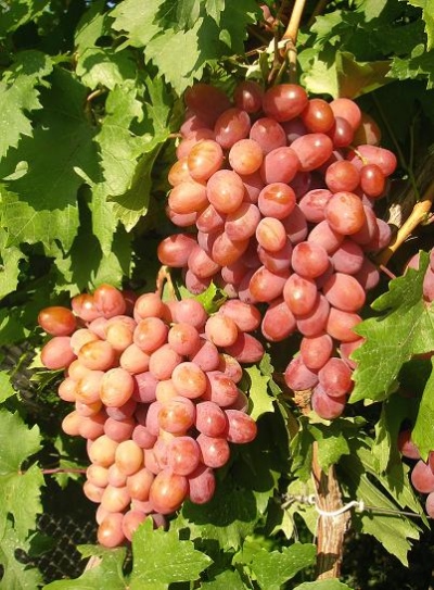 Winogrona Anyuta