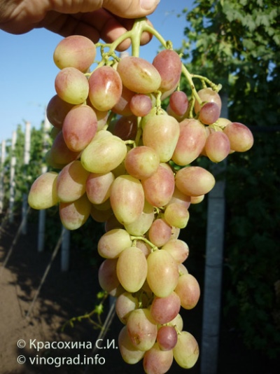 Winogrona Angelica