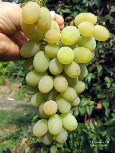 winogrona Augustyna