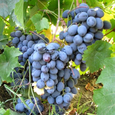 Winogrona Baszkiru