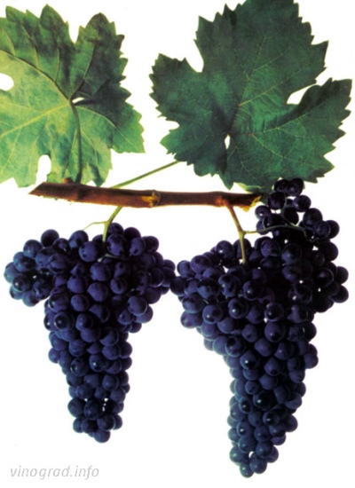 Winogrona Bastardo Magarach