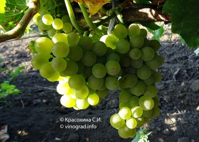 Winogrona Bianca