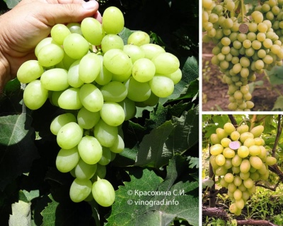 Winogrona Blagovest
