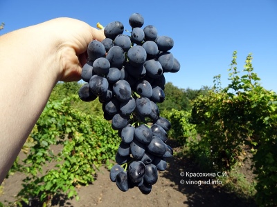 Charlie Grape