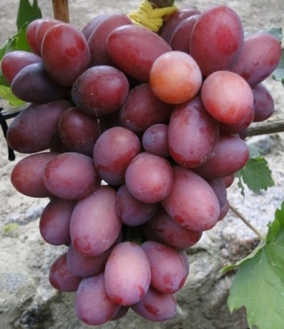 Winogrona Dashunya