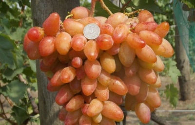 Winogrona Dixona