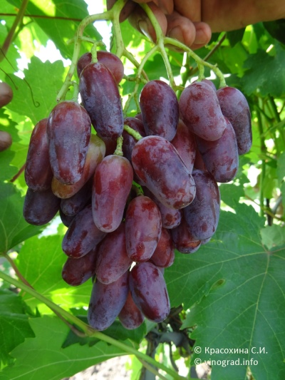 Winogrona Giovanni