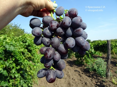 Winogronowy Everest