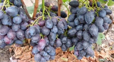 Winogrona Furor