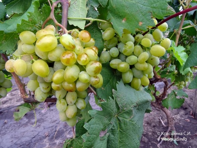 Winogrona Galahad