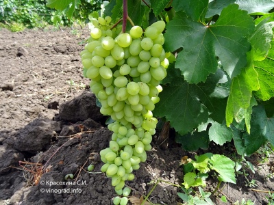 Winogrona Heliodor