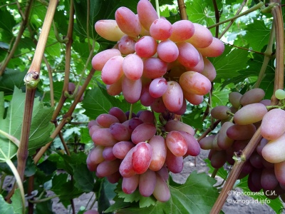 Winogrona Helios