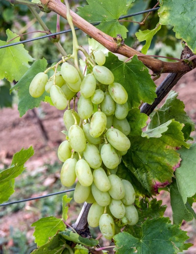 Winogrona damskie palce