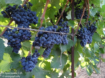 Winogrona Cabernet Cortis