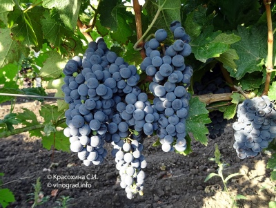 Winogrona Cabernet Sauvignon