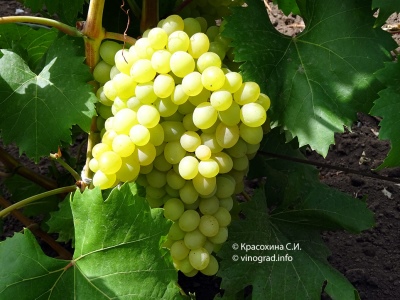 Winogrona Kiszmisz 342