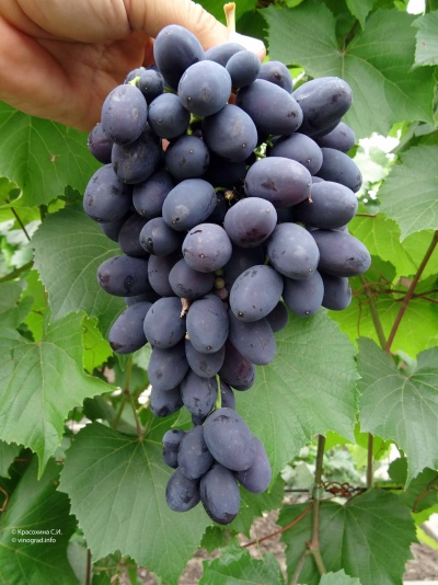 Winogrona Codryanka