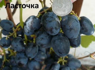 Winogrona Jaskółka