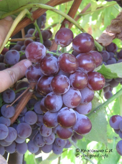 Winogrona Lidii