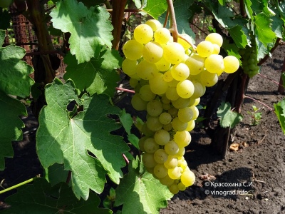 Winogrona Liepajas Dzintars