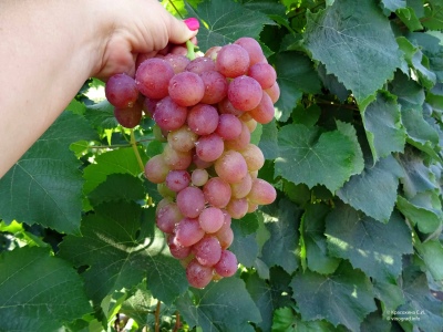 Winogrona z Libii
