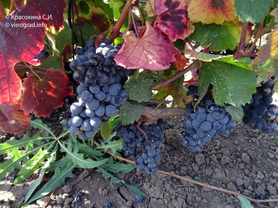 Winogrona Malbec
