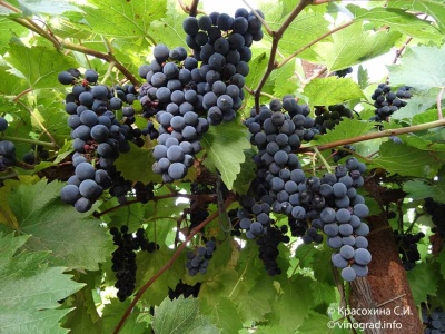 Winogrona markietowe