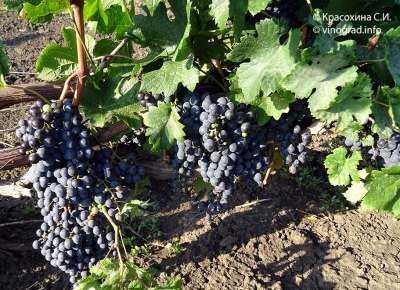 Winogrona Merlot