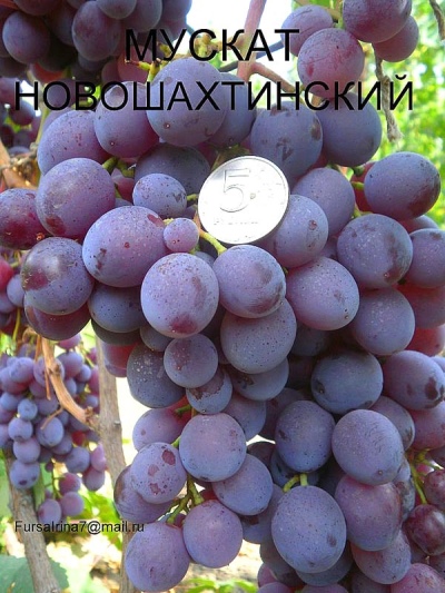 Muscat winogronowy Nowoszachtinski