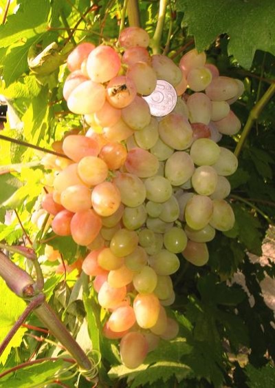 Winogrona Nachodka
