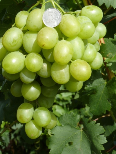 Winogrona Natalie (Gusev SE)