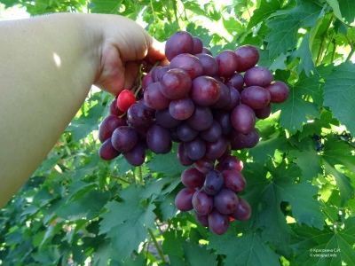 Winogrono pamięci nauczyciela