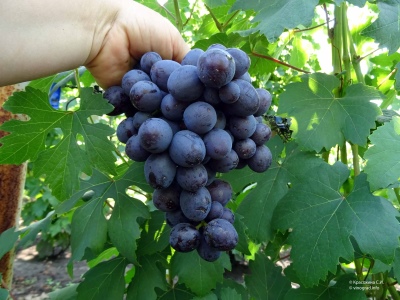 Winogronowy Prezent Unlight