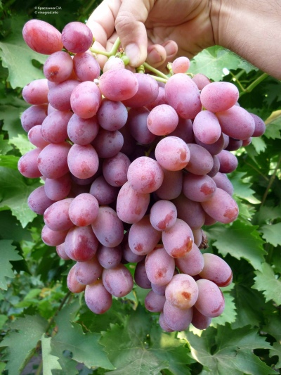 Winogrona Rizamat
