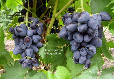 Winogronowy Rombowy
