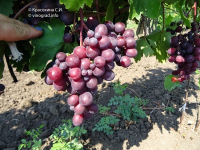 Winogronowy Tulipan