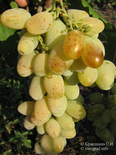 Winogrona walentynki