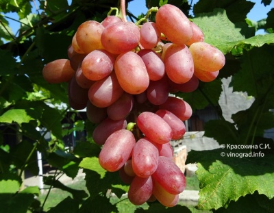 Vinograd Victor
