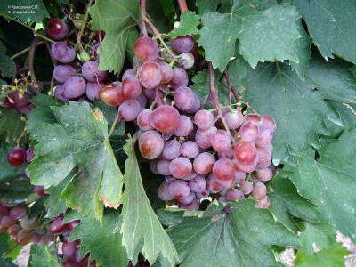 Winogrona Wiktoria