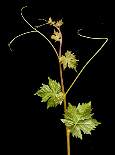 Winogrona Viorika
