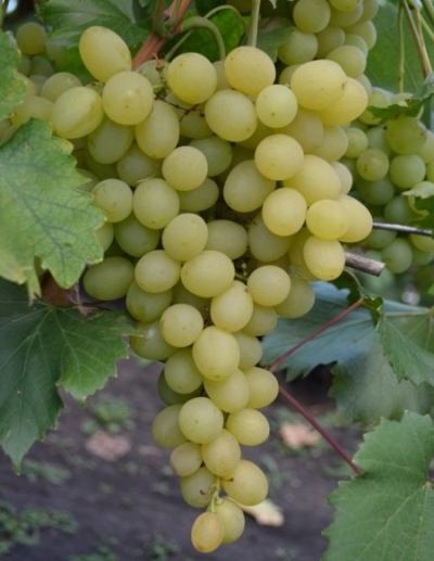 Winogrona Rozkosz