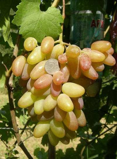 Winogrona Rocznica Nowoczerkaska