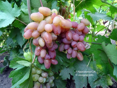 Winogrona juliańskie